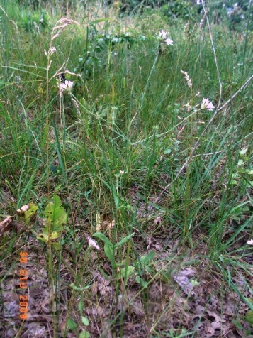 Dipsacaceae - Knautia sp.